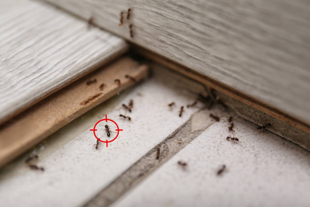 Best Local Pest Control Services  in Bisbee, AZ