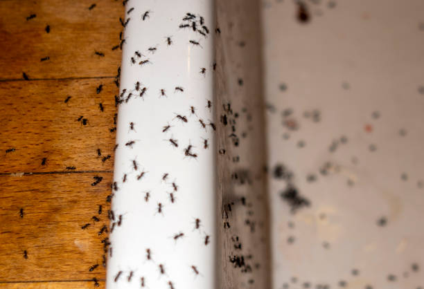 Best Wasp Removal Services  in Bisbee, AZ