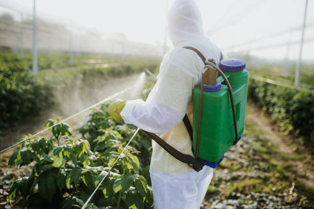Best Ant Control Services  in Bisbee, AZ